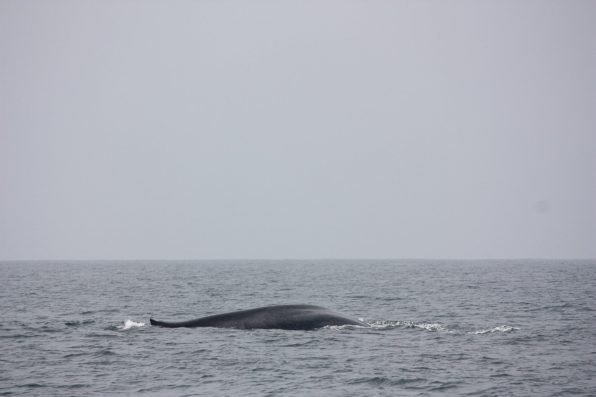 Blue whale seen near Mirissa
