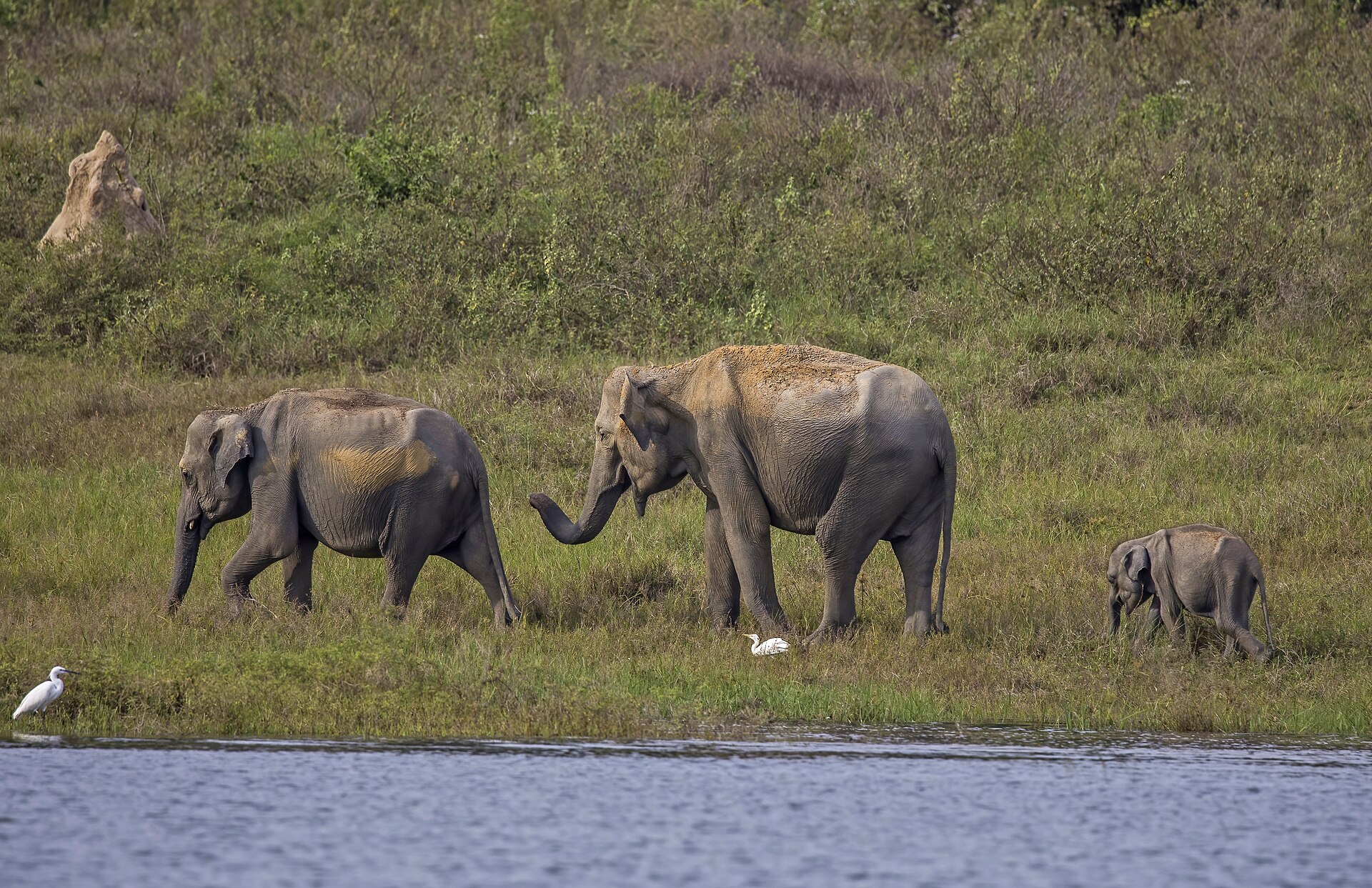 A family of Sri Lankan elephants